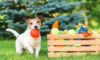 Pet care