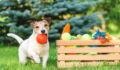 Pet care