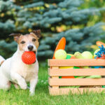 Pet care
