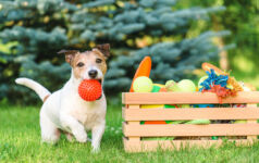 Pet care