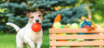 Pet care